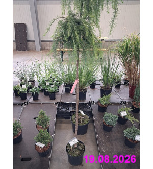 Larix kaempf. 'Stiff Weeping' C 5 L